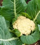 Cauliflower
