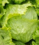Iceberg Lettuce