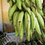 Plantain
