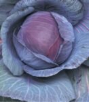 Red Cabbage