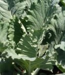 Sukuma Wiki per bunch