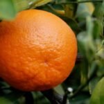Tangerine